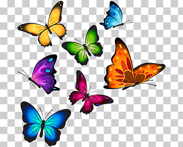 Mariposas en colores surtidos, camiseta mariposa, mariposa acuarela, mariposa patas de pincel, simetría, insectos png