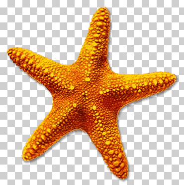 Ilustración de estrellas de mar, escritorio de estrellas de mar, naturaleza mar animales estrella de mar, animales, naranja, Biología Marina png