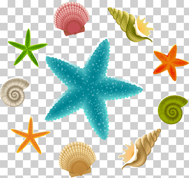 estrella de mar linckia laevigata, estrella de mar, playa, animales, feliz cumpleaños vector imágenes png
