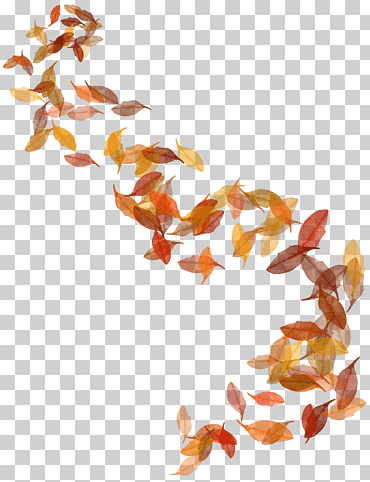 hoja otoño hoja, hoja, hoja de arce, naranja png