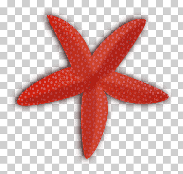 Para el verano abierto estrella de mar callopatiria granifera, estrella de mar., animales, invertebrados marinos, clip art para el verano png