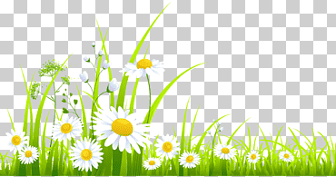 primavera, computadora, fondo de pantalla de la computadora, hierba png