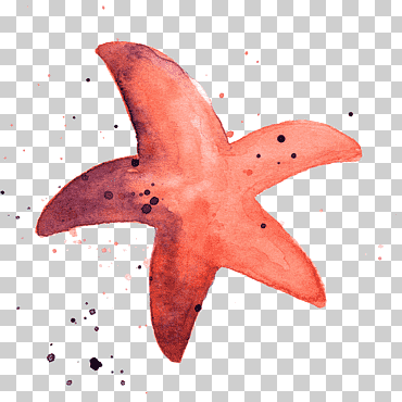 estrella de mar marina invertebrados acuarela pintura animal, estrella de mar, animales, Oceano, Biología Marina png