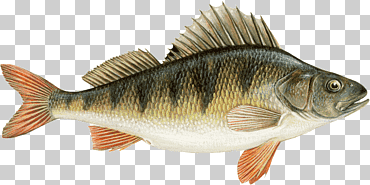 Pica del norte Perca europea Peces de agua dulce pesca con caña, peces, animales, Mariscos, fauna png