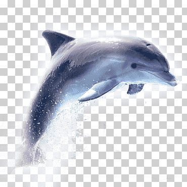 Dolphin Samsung Galaxy A3 (2017) altavoz inalámbrico, beso, azul, mamífero marino, mamífero png