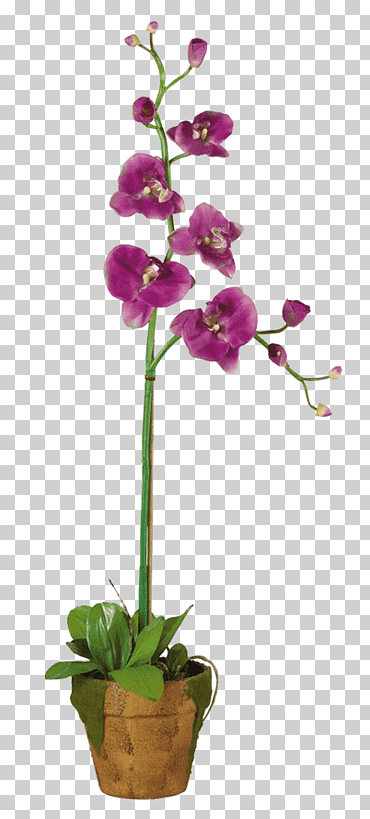 polilla orquídeas maceta planta dendrobium, planta, púrpura, tallo de la planta, flor png