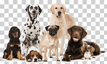 Pack de perros de diferentes colores, pastor alemán cachorros de perros, perros de raza, animales, carnivoran, mascota png