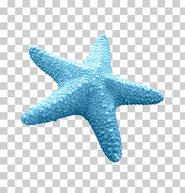 estrella de mar azul euclidiana, estrella de mar azul, azul, playa, animales png