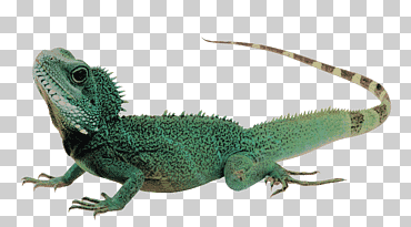 iguana verde, lagarto reptil dragón de komodo iguana verde, lagarto, animales, mascota, reptil a escala png