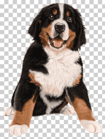 perro de montaña bernés cachorro sentado, perro perdiguero de oro perro perdiguero perro pastor alemán, animales, carnivoran, mascota png