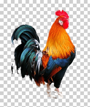 Gallo rojo y marrón, gallo gallo y gallo, animales, galliformes, diamante png