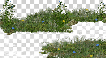 pradera de pasto, maleza, las flores, arbusto png