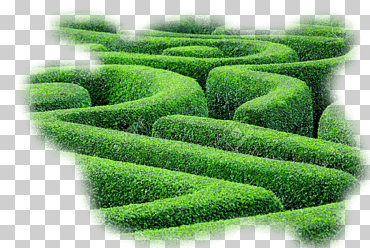 seto laberinto laberinto planta arbusto, laberinto, hierba, césped, Reino libre png