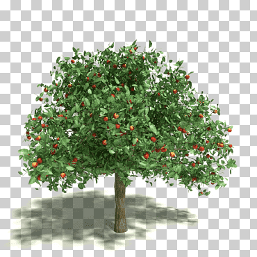manzanas stock photography árbol, manzana, fotografía, rama, Reino libre png