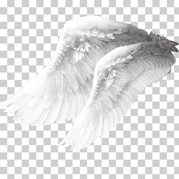 material de alas de angel, alas blancas, alas de angel, pluma png