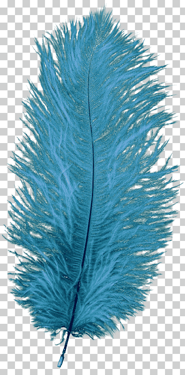 azul pluma azul violeta, azul pluma, púrpura, azul, animales png
