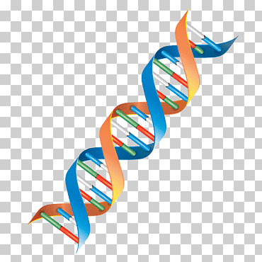 célula genética del ADN, diverso, otros, célula png
