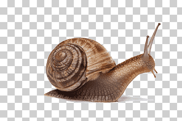 Gastrópodos insecto caracol pequeño concha de gasterópodo, caracol creativo, animales, arte creativo, animal terrestre png