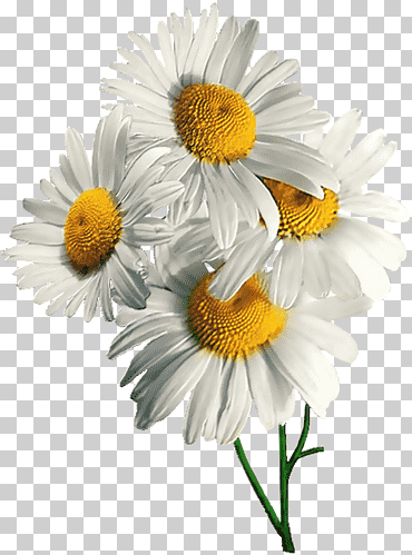 Cuatro grupos de flores de margarita blanca, manzanilla alemana tripleurospermum, manzanilla, planta anual, manzanilla, flor png