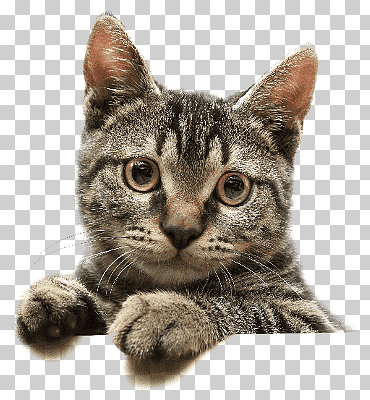 Gato atigrado marrón, lindo gato mirando, animales, los gatos, marrón png