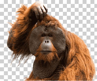 Tipografía chimpancé común mono orangután mono, orangután, animales, medios de comunicación social, negocio png