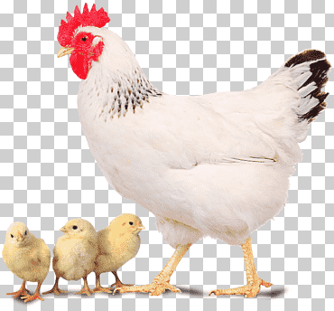 Delaware Chicken Broiler New Hampshire Chicken Plymouth Rock Chicken Aves, huevo, comida, pollo, galliformes png