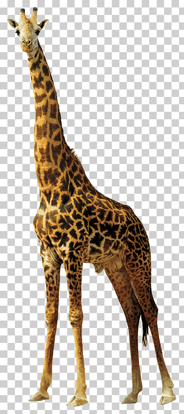 jirafa del norte jirafa, mamífero, formatos de archivo de imagen, animales png