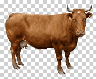 Vaca marrón, ganado Holstein frisón, vaca marrón, formatos de archivo de imagen, animales, familia de cabras de vaca png