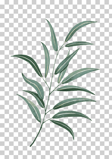 hoja acuarela pintura dibujo tatuaje, hojas acuarela, hoja verde, hojas de acuarela, rama, tallo de la planta png