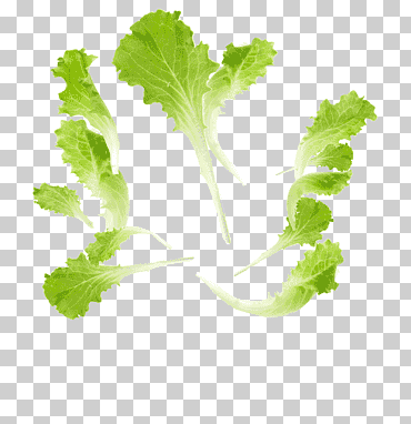 hoja de verdura alimentos lechuga, ensalada, hoja, tallo de la planta, Espinacas png