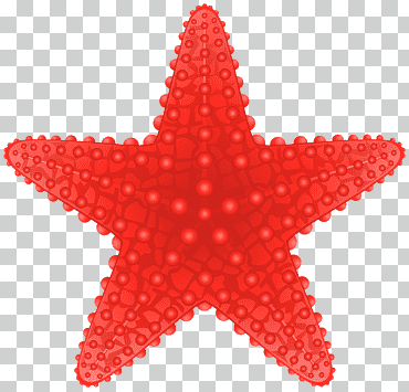 estrella roja, estrella de mar, estrella de mar, playa, simetría, color png