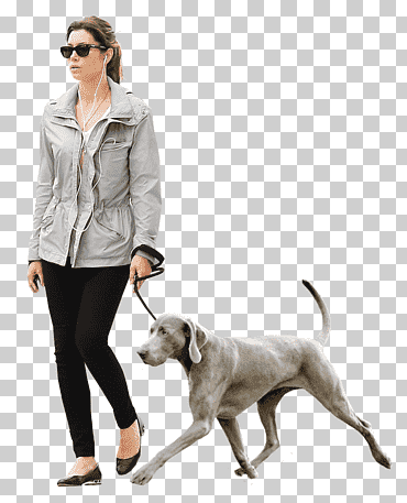 Mujer caminando con weimaraner azul, representación arquitectónica del perro, caminar, animales, perro como mamífero, raza canina png