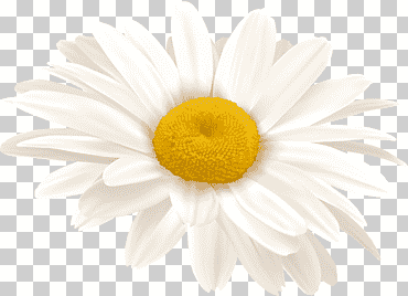 Margarita común stock photography manzanilla, manzanilla, fotografía, manzanilla, flor png