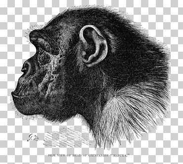 simios grandes gorila chimpancé común primate bonobo, chimpancé, mamífero, animales, carnivoran png