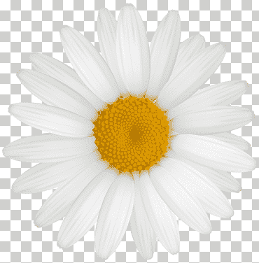 margarita común, manzanilla, diverso, blanco, flor png