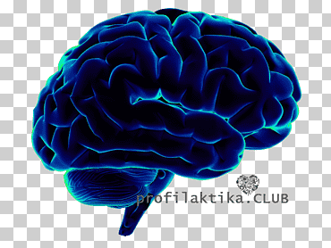 cerebro humano neurociencia cognitiva ciencia, cerebro, gente, cerebro humano, cuerpo humano png