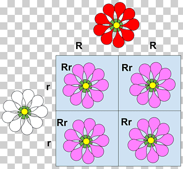 Codominancia alelo fenotipo herencia mendeliana, dominante, diverso, púrpura, planta herbácea png