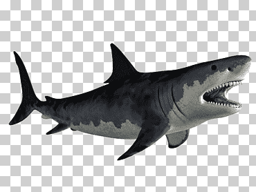 Lamniformes, gran tiburón blanco, tiburones., animales, fauna, Biología Marina png