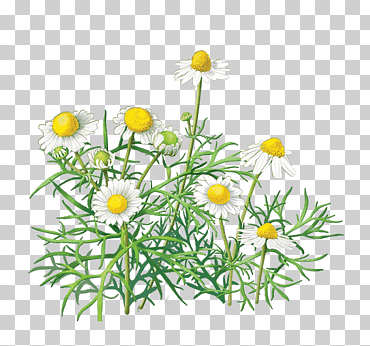 Margarita flores ilustración, flor de manzanilla, manzanilla, té, hierba, té de hierbas png