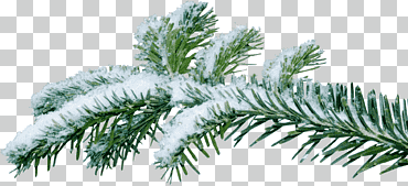 árbol de navidad rama abeto, abeto, hoja, vacaciones, rama png