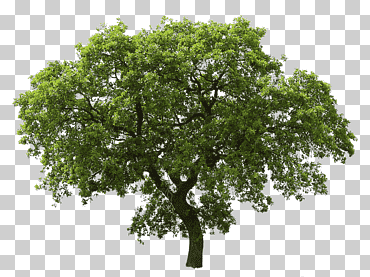 árbol de hojas verdes, árbol roble, árbol, hoja, rama, hierba png