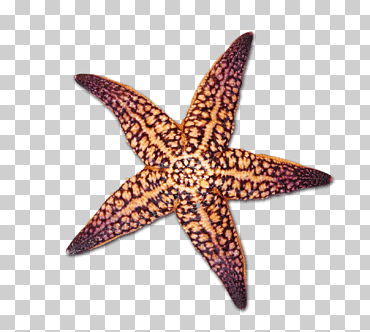 dibujo de concha de mar, dibujos animados de mar, personaje animado, púrpura, animales png