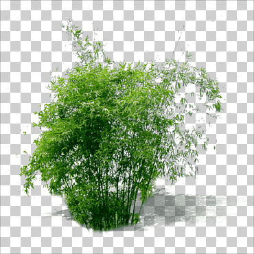 Ilustración de arte de árbol de bambú verde, planta de bambú verde, planta, azul, hoja, rama png