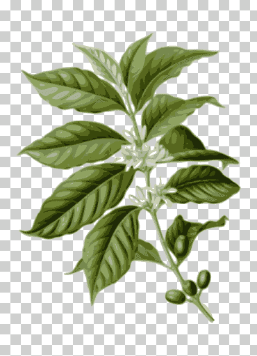café arábica café en grano café con cafeína, follaje, hoja, tallo de la planta, café png