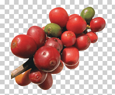 bayas rojas, café robusta frutti di bosco arabica café café en grano, café en grano, alimentos naturales, Frutti di Bosco, comida png