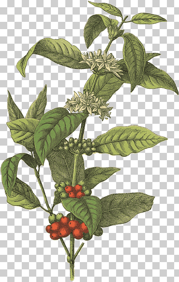 planta verde, café en grano café botánico ilustración café arábica, granos de café, botánica, hoja, tallo de la planta png