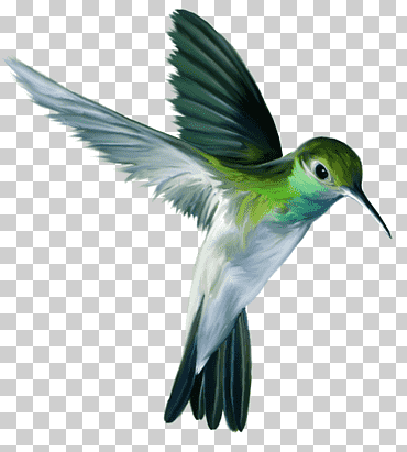 colibrí verde, loro colibrí, todo, animales, fauna, animal png