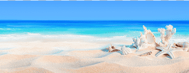 estrellas de mar y conchas, playa soleada dolarog playa orilla vacaciones, arena, playa, nube, fondo de pantalla de la computadora png