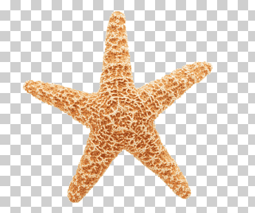 Estrella de mar verde y amarilla, contenido libre de estrellas de mar, estrella de mar., estrellas, animales, dibujos animados de estrellas de mar png