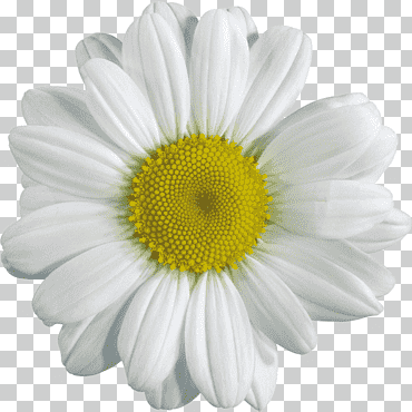 flor de manzanilla, manzanilla, planta anual, flor, manzanilla png